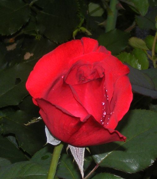 Legends photo leg2014_06240013_zps7be44799.jpg